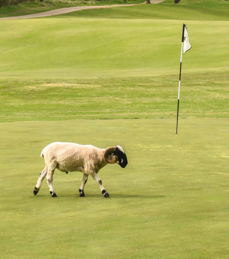 Hermitage Golf Course